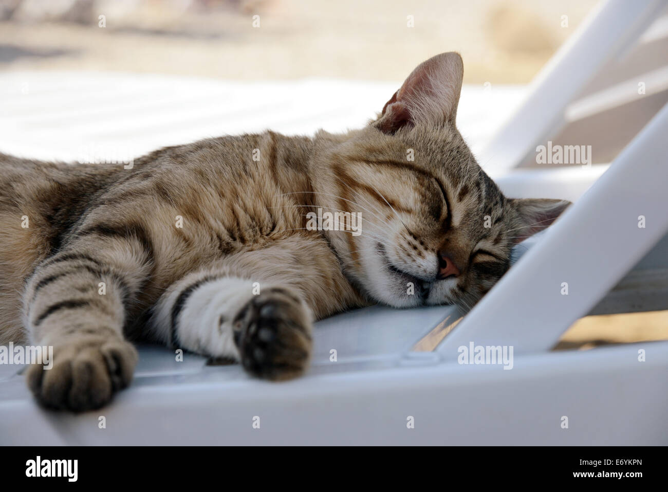 Gatto Sulla Sedia - Ornamento Di Natale In Resina Ganz, 7,6 Cm