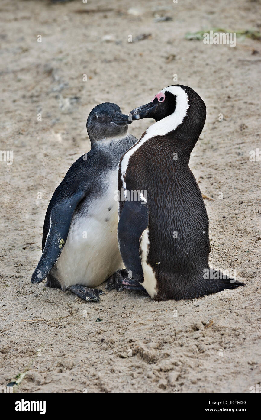 Sud Africa, Table Mountain NP, massi, pinguini Jackass, Spheniscus denersus Foto Stock