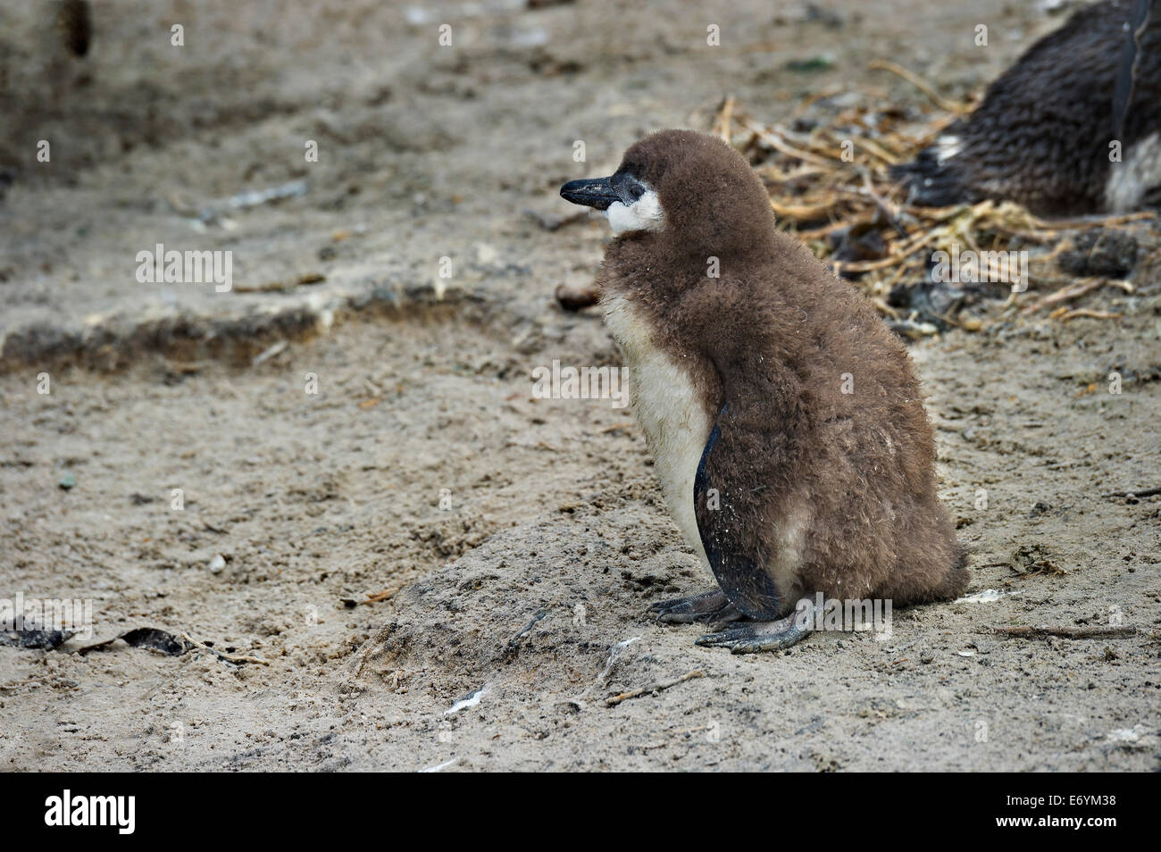 Sud Africa, Table Mountain NP, massi, capretti Jackass Penguin, Spheniscus denersus Foto Stock