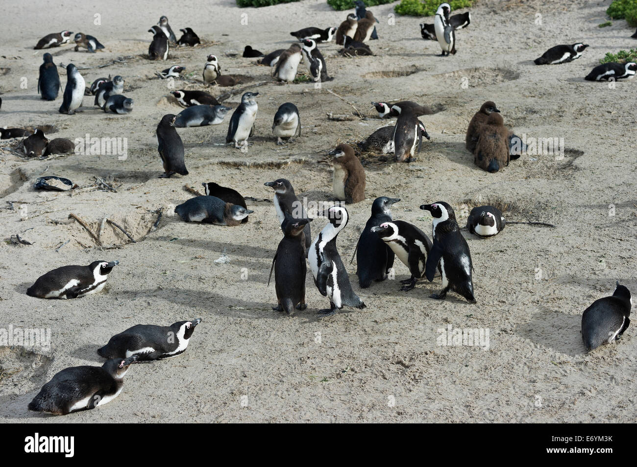Sud Africa, Table Mountain NP, massi, pinguini Jackass, Spheniscus denersus Foto Stock