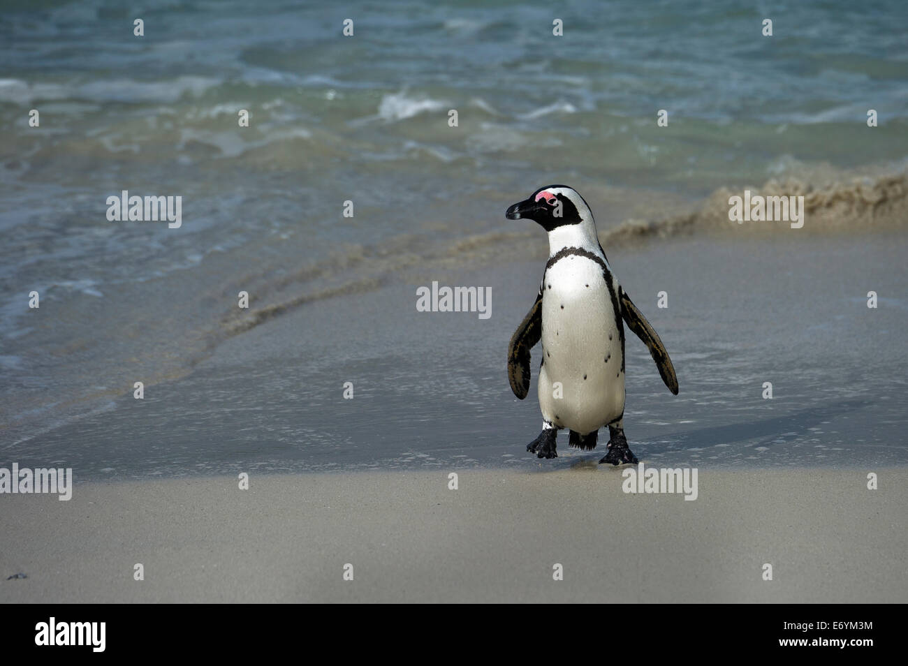 Sud Africa, Table Mountain NP, massi, Jackass Penguin, Spheniscus denersus Foto Stock