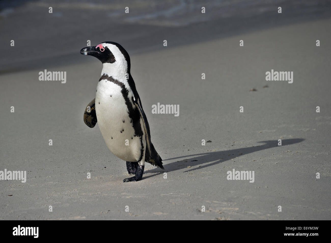 Sud Africa, Table Mountain NP, massi, Jackass Penguin, Spheniscus denersus Foto Stock