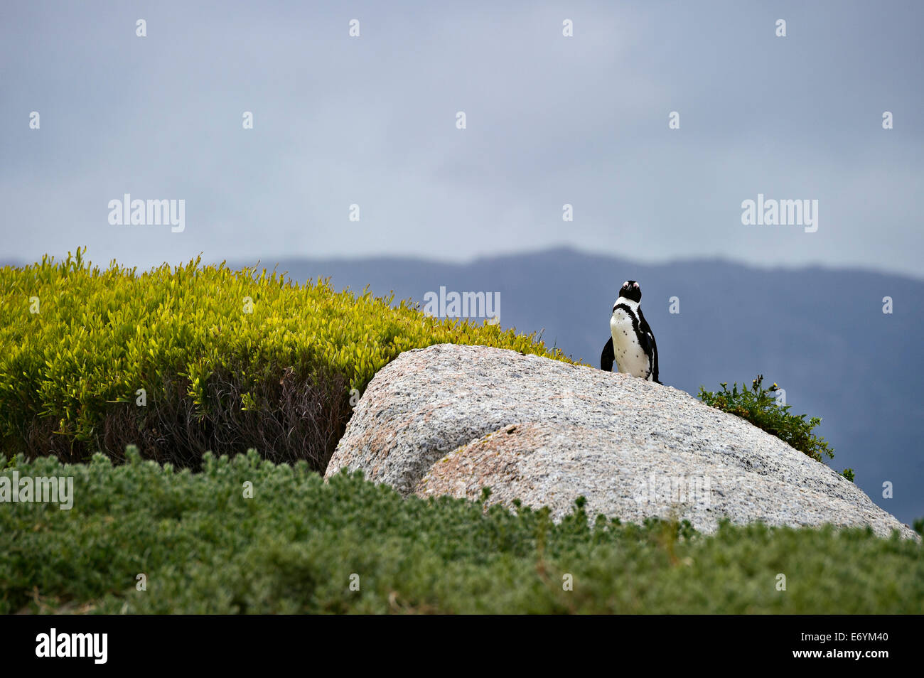 Sud Africa, Table Mountain NP, massi, Jackass Penguin, Spheniscus denersus Foto Stock