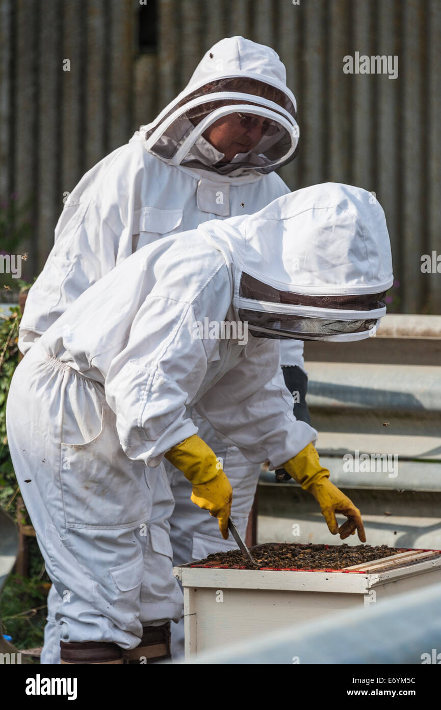 Due donne gli apicoltori, vestiti di indumenti protettivi, lavorando sulla loro alveare. Essi sono il controllo della casella di covata per alveare salute. Foto Stock
