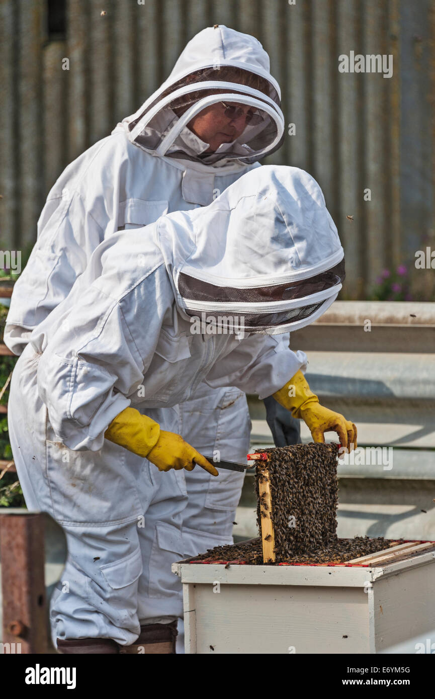Due donne gli apicoltori lavorando su uno dei loro alveari, controllare la casella di covata per la regina e la salute dell'alveare Foto Stock