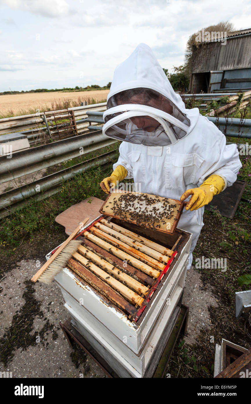 Un apicoltore di donna, vestito in abbigliamento protettivo, guardando dopo uno dei suoi alveari Foto Stock