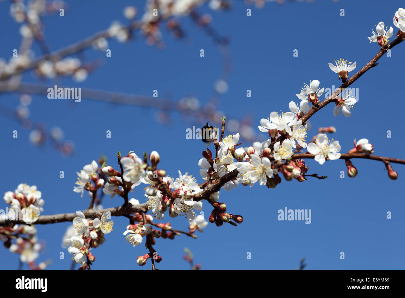 Fioritura di albicocca fiori ad albero. Primo piano. Foto Stock
