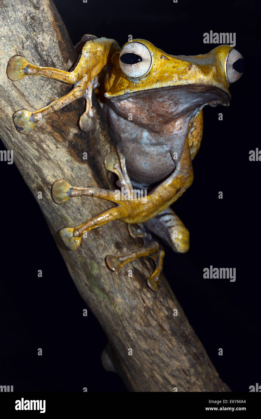 File-eared raganella, Polypedates otilophus Foto Stock