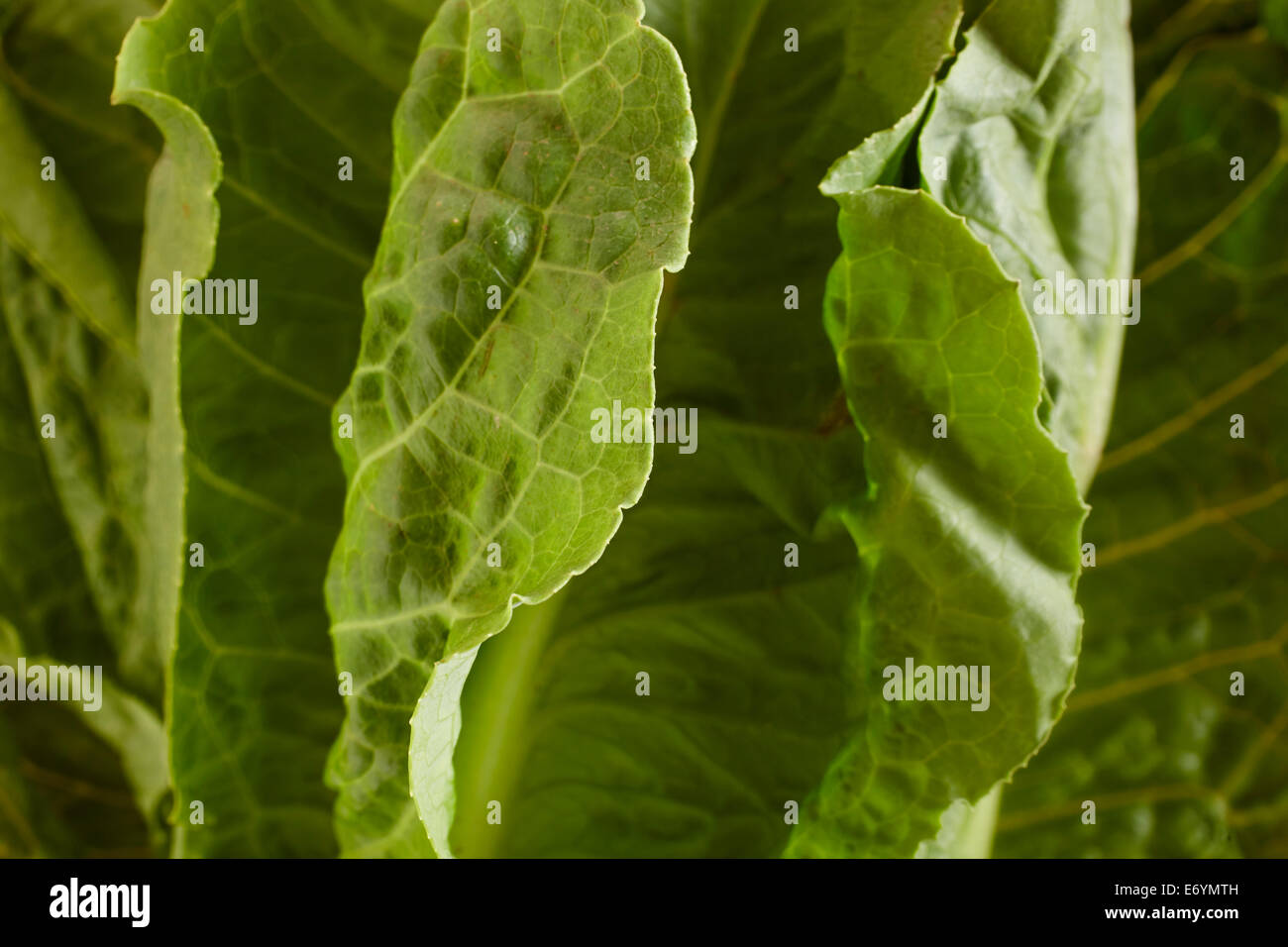 Romaine o Le lattughe romane Foto Stock