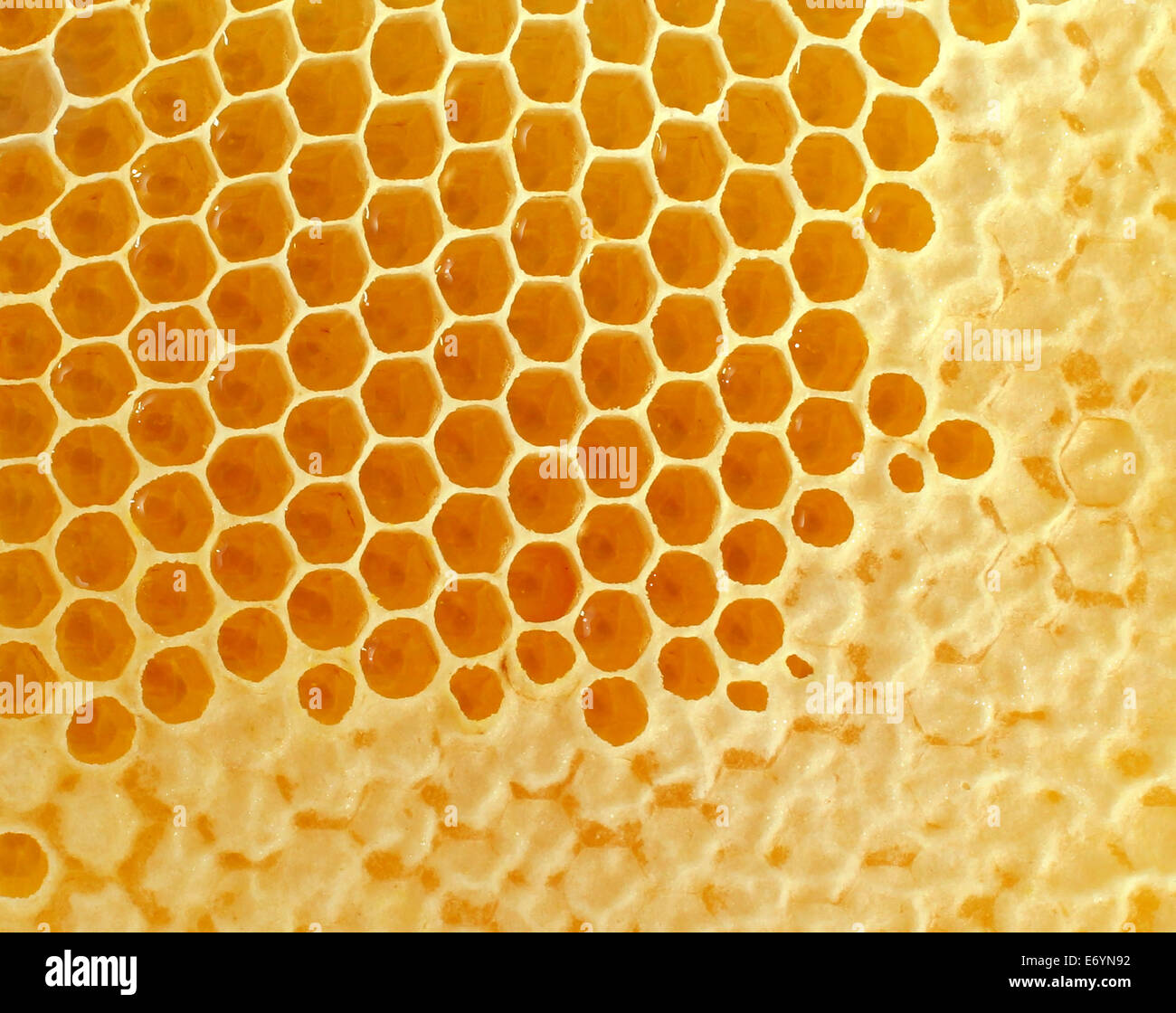 Favo di miele o pettine background creato dalle api come uno stile di vita sano dolcificante simbolo di fresca naturale cibo organico dalla natura containrd esagono in celle di cera. Foto Stock