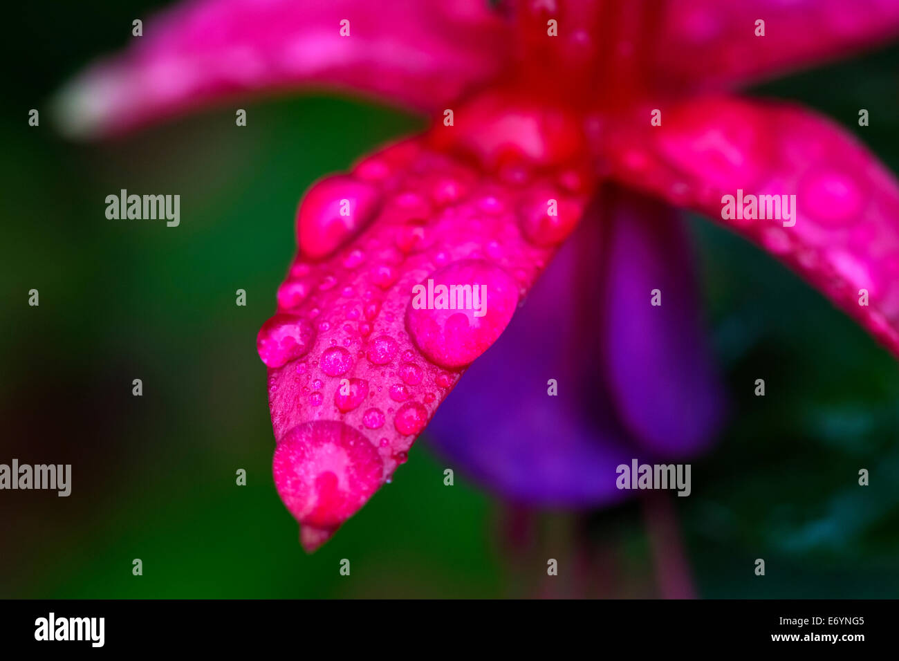 Estate delle gocce di pioggia sulla pianta di giardino fucsia viola e fiore rosso Foto Stock