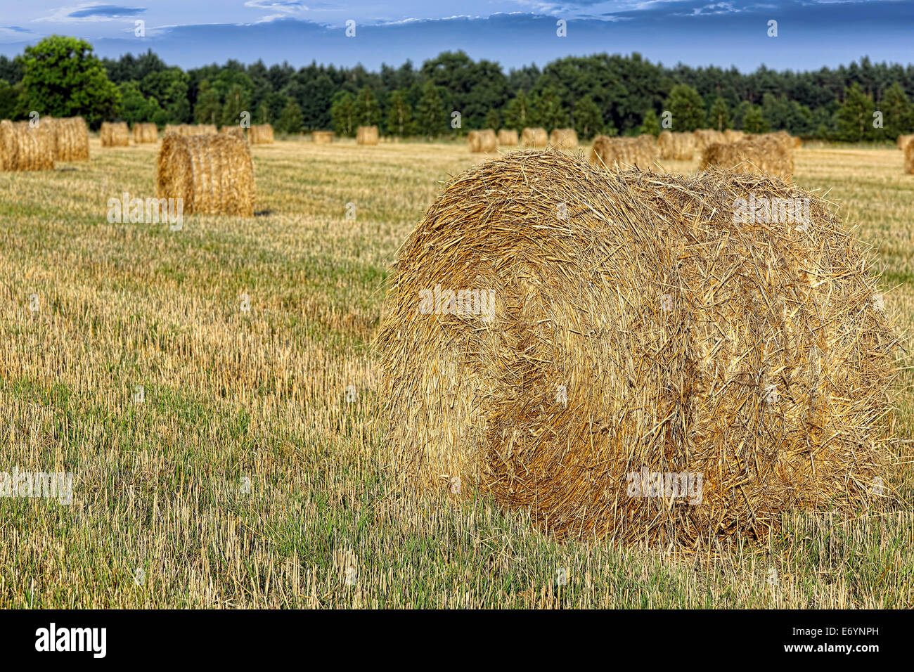 Bail fieno raccolto in un paesaggio di campo Foto Stock