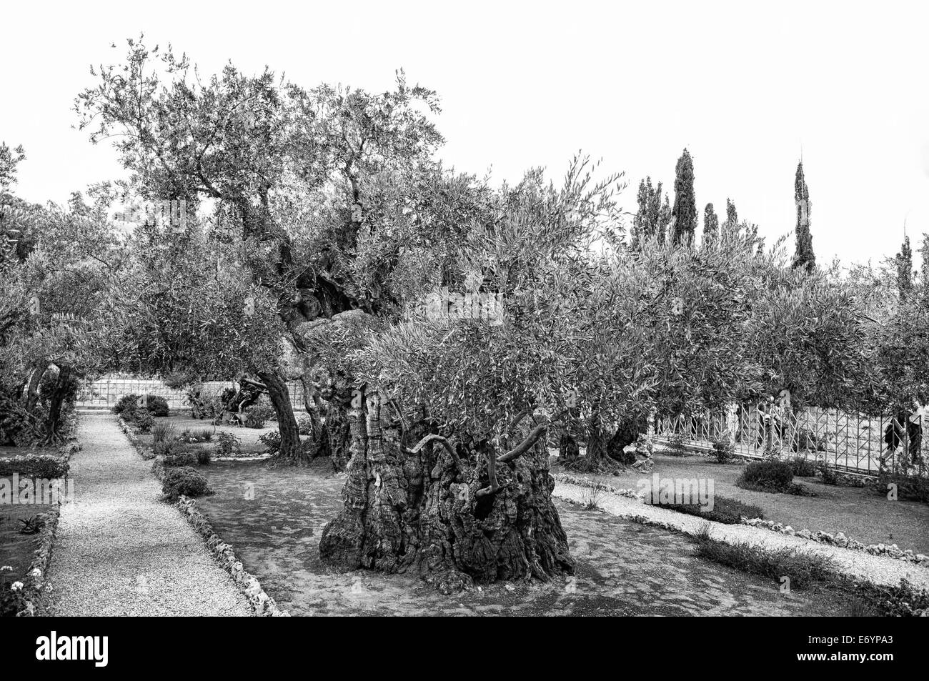 Il Giardino del Getsemani Foto Stock