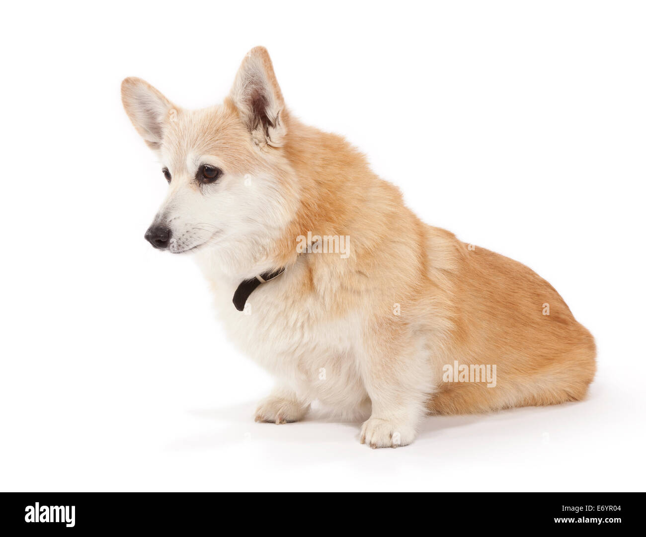 Cane Corgi di 11 anni Foto Stock