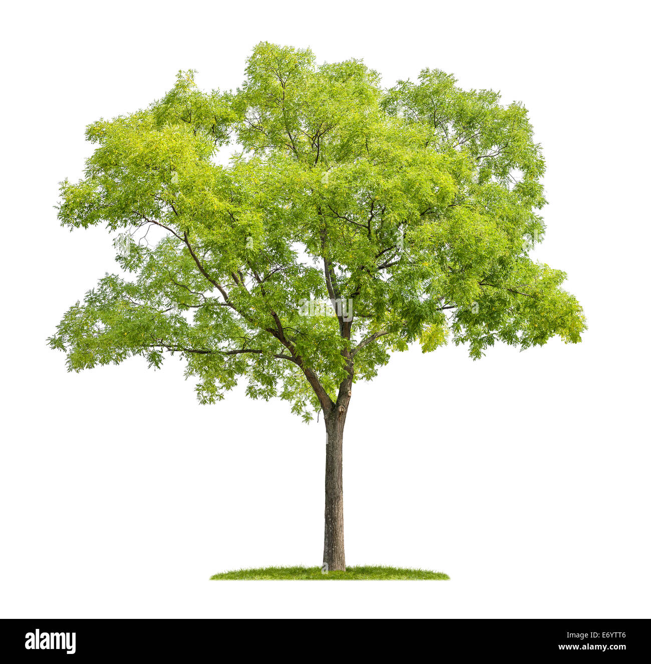 Pagoda isolato albero su sfondo bianco Foto Stock