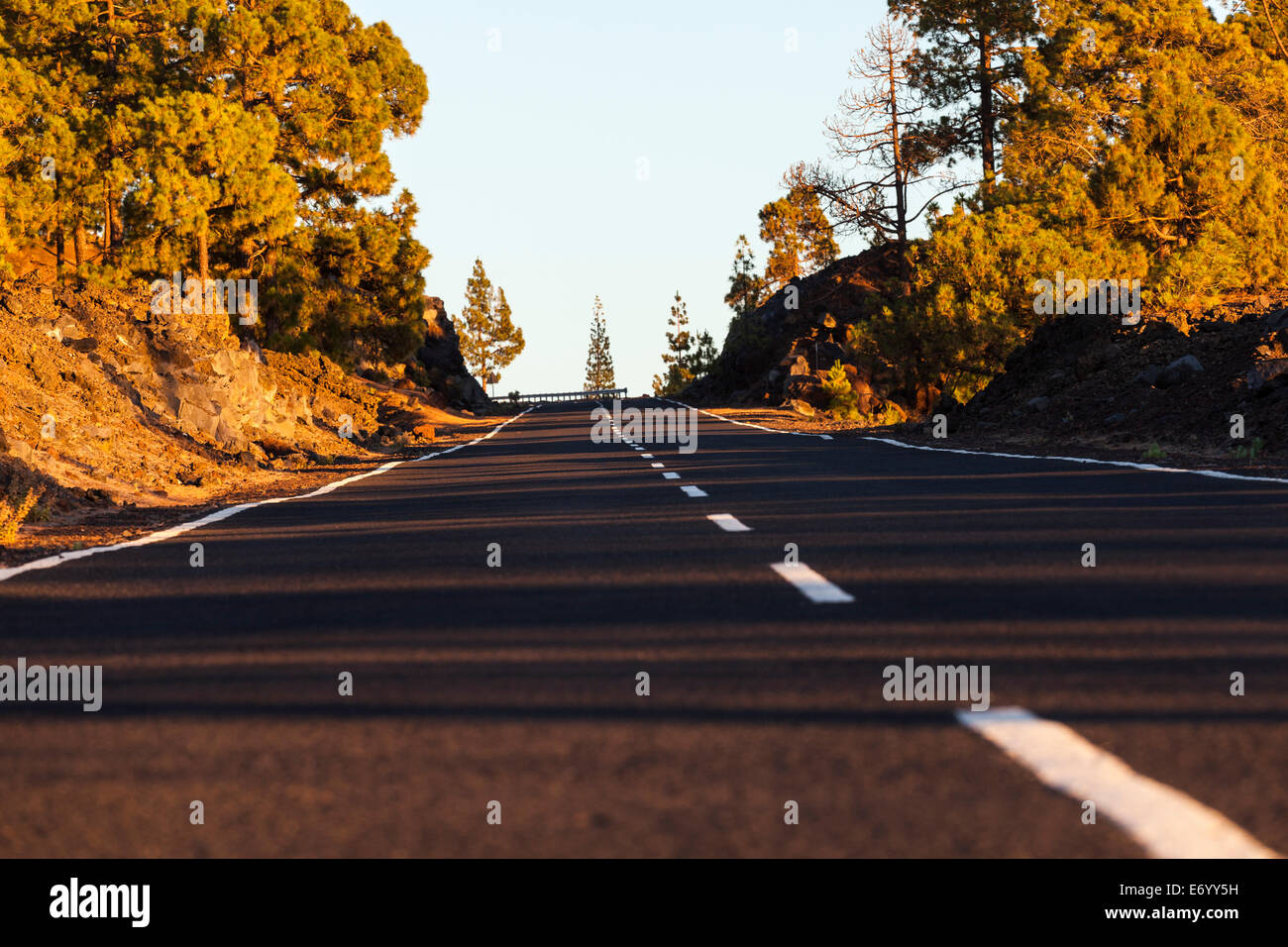 La strada attraverso la foresta al tramonto a Tenerife, Isole Canarie, Spagna, Foto Stock