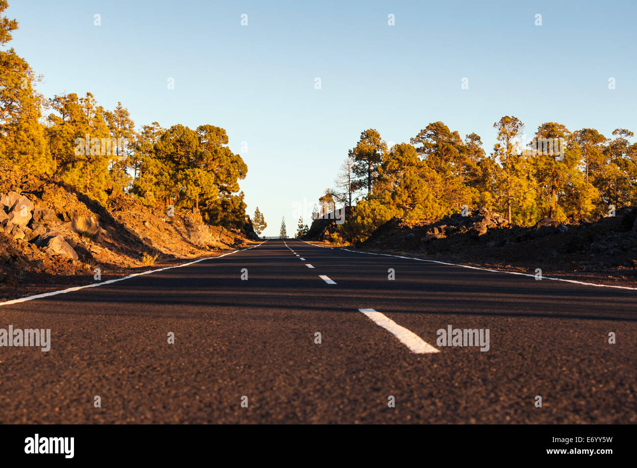 La strada attraverso la foresta al tramonto a Tenerife, Isole Canarie, Spagna, Foto Stock
