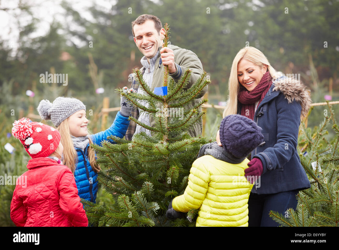 Famiglia all'aperto scegliendo Albero Di Natale insieme Foto Stock