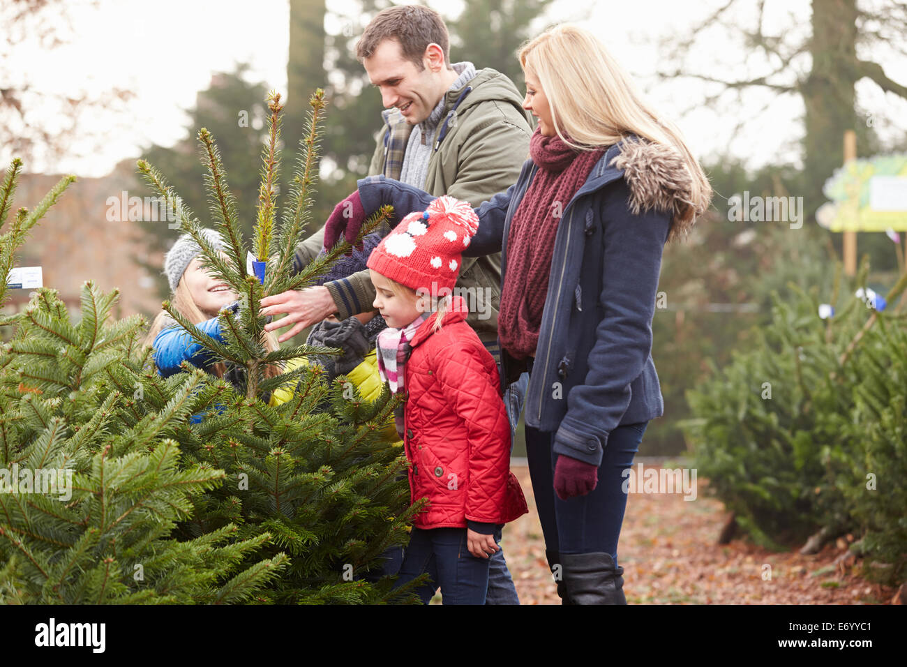 Famiglia all'aperto scegliendo Albero Di Natale insieme Foto Stock