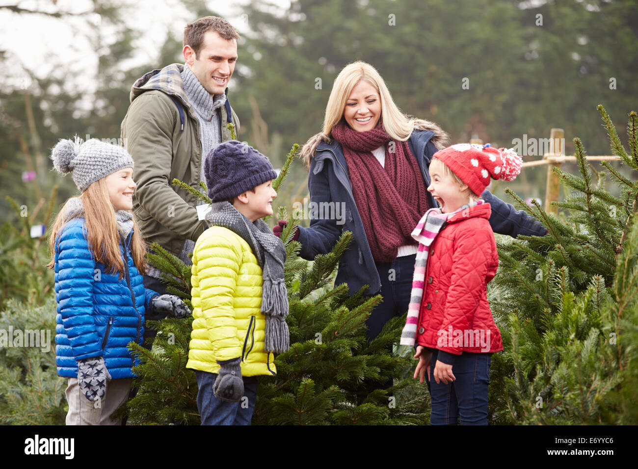 Famiglia all'aperto scegliendo Albero Di Natale insieme Foto Stock