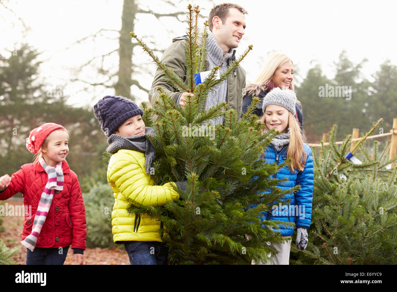 Famiglia all'aperto scegliendo Albero Di Natale insieme Foto Stock