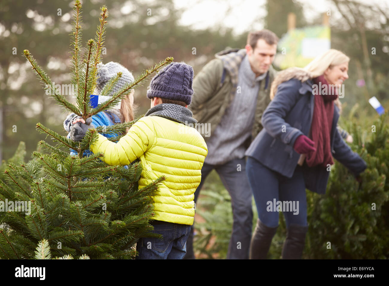 Famiglia all'aperto scegliendo Albero Di Natale insieme Foto Stock