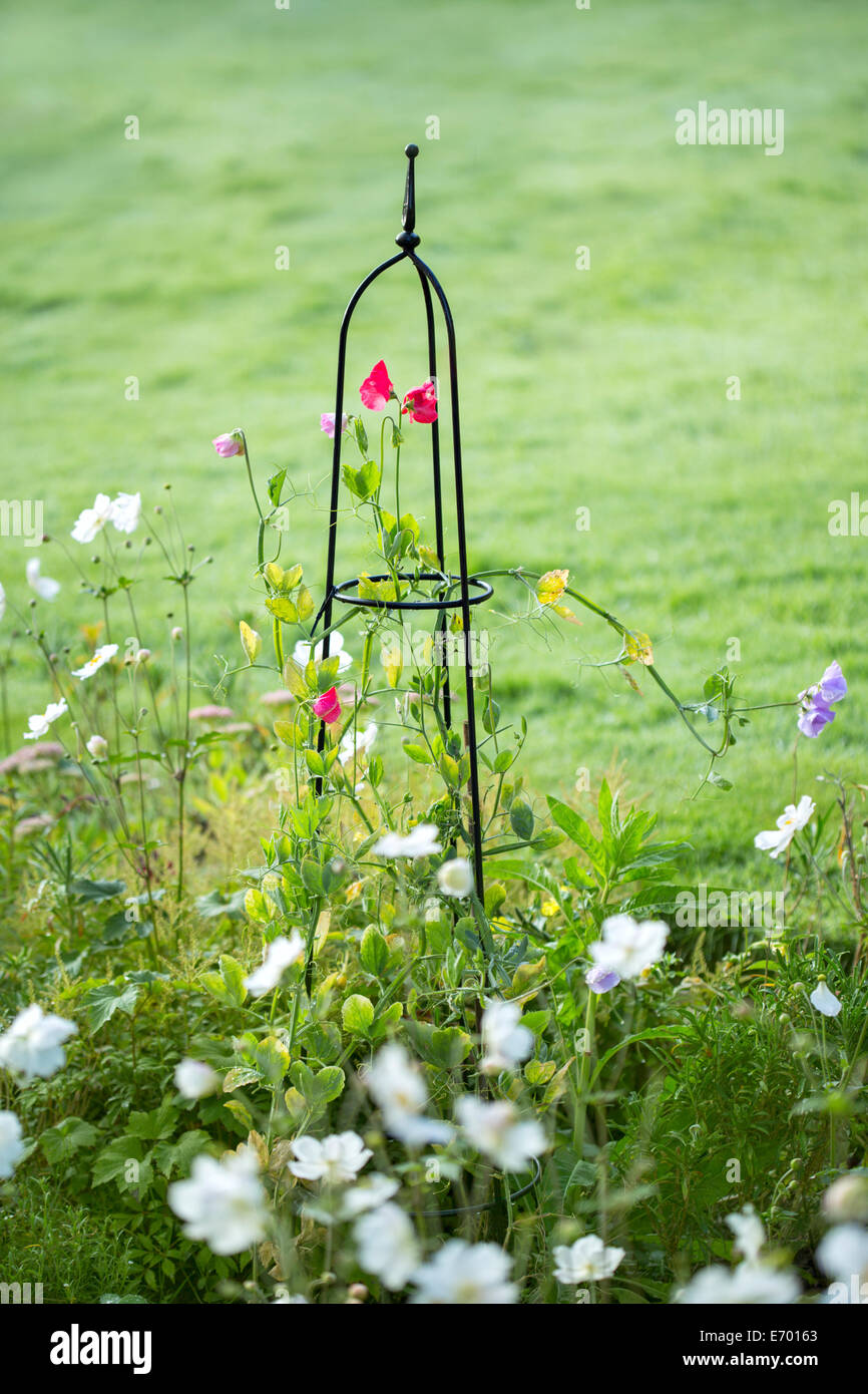 Pisello dolce fiori salendo su un obelisco di acciaio. Foto Stock