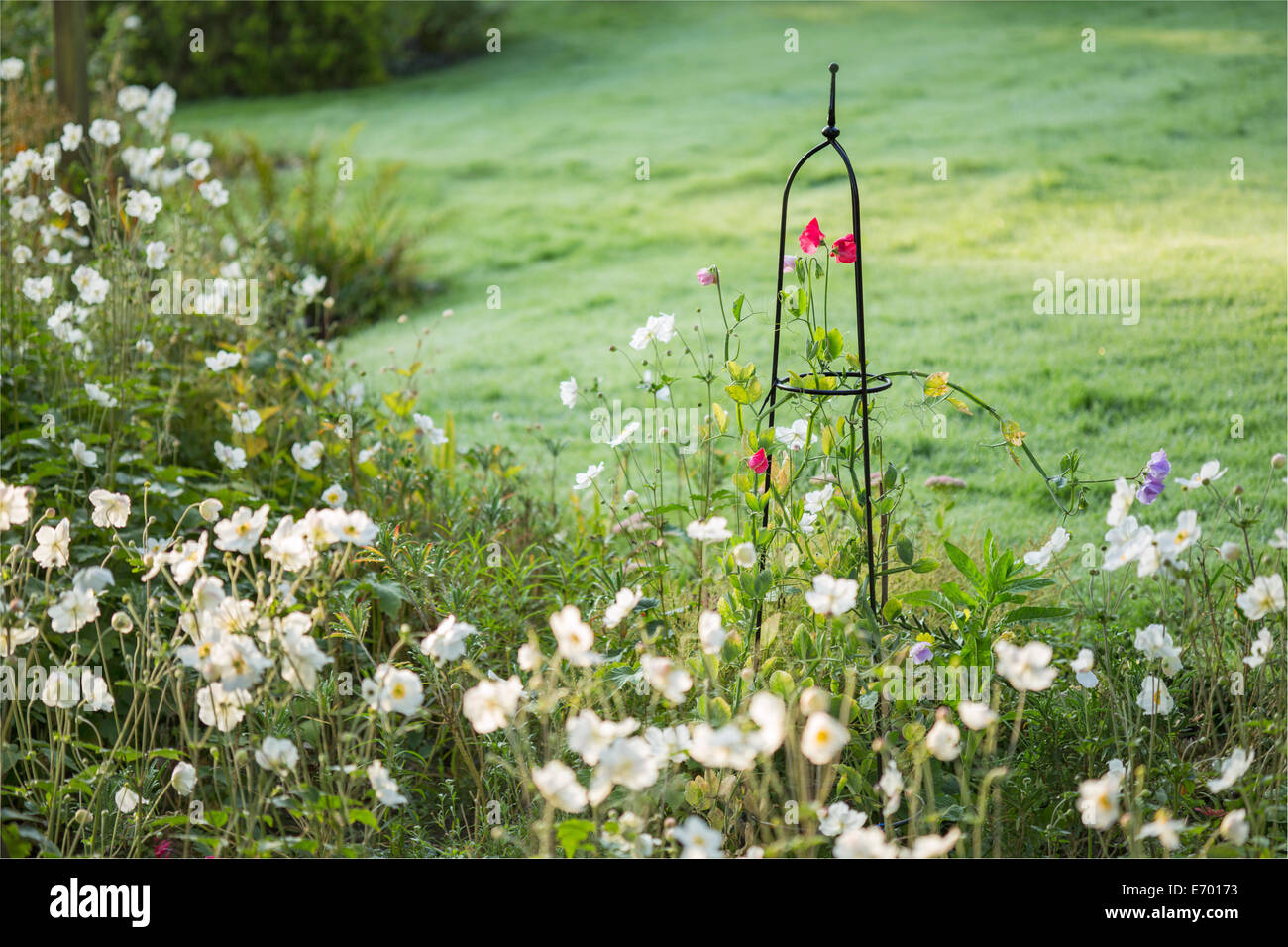 Pisello dolce fiori salendo su un obelisco di acciaio. Foto Stock