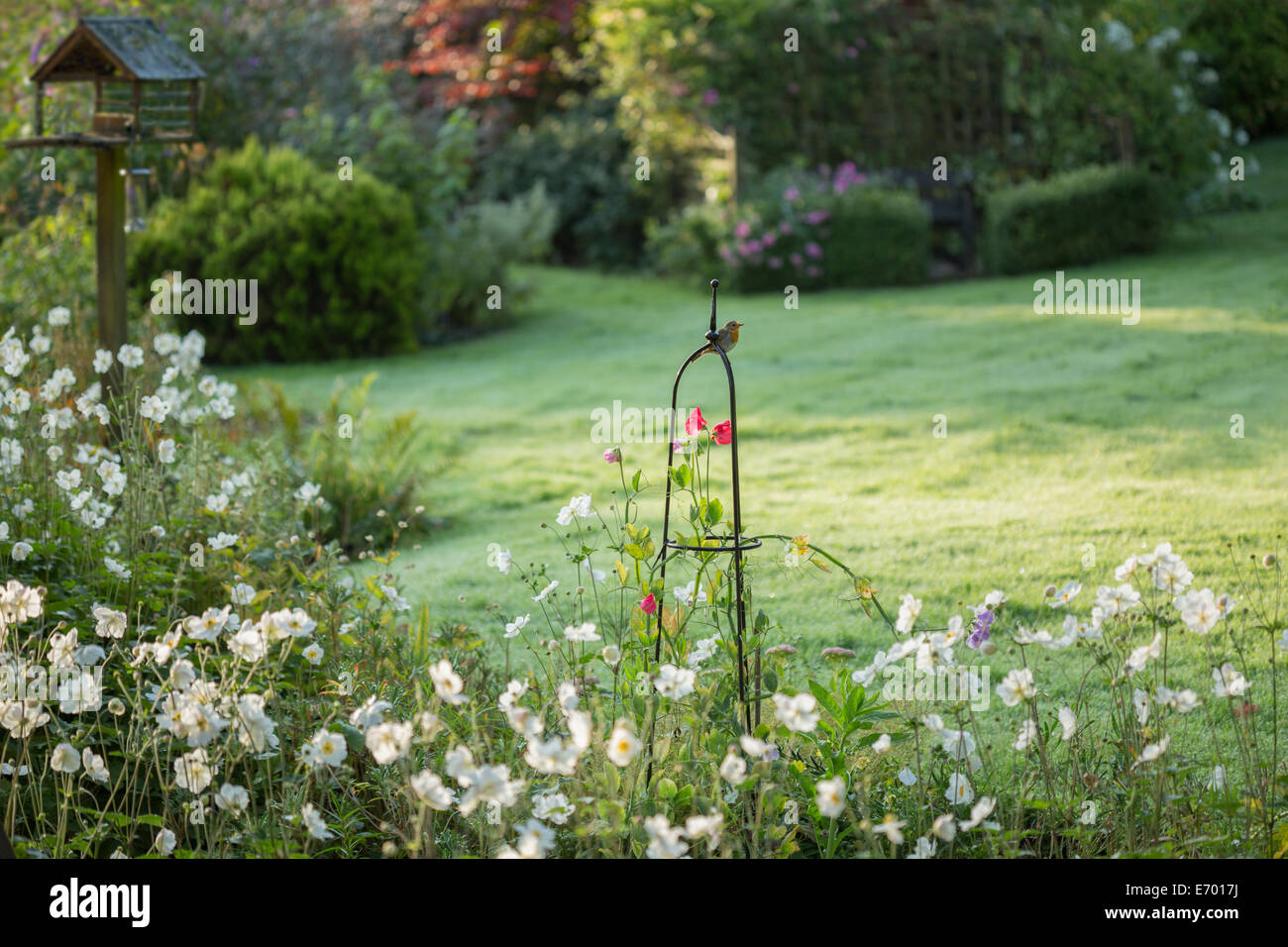 Pisello dolce fiori salendo su un obelisco di acciaio. Foto Stock