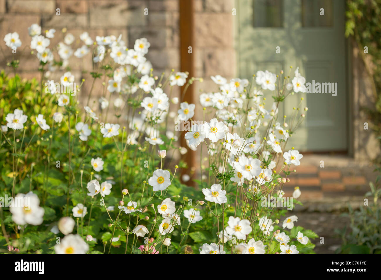 Anemoni giapponesi che crescono in un giardino cottage. Foto Stock