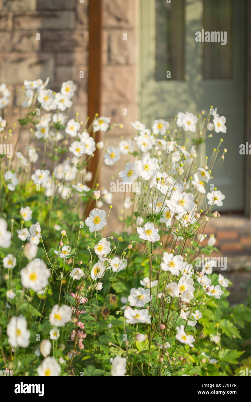 Anemoni giapponesi che crescono in un giardino cottage. Foto Stock