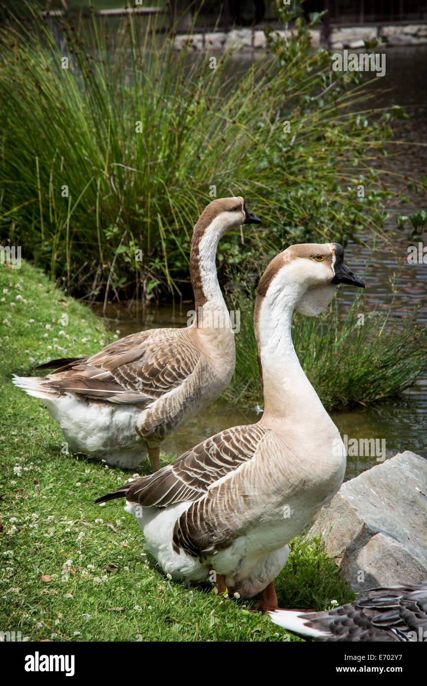 Il Cigno goose (Anser cygnoides) è una rara grande oca con una riproduzione naturale gamma nella Mongolia interna, più settentrionale della Cina, e Foto Stock