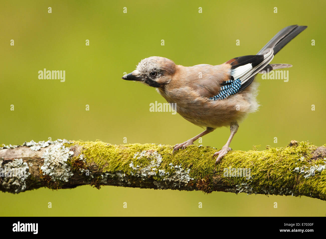 Jay Garrulus glandarius,UK Foto Stock