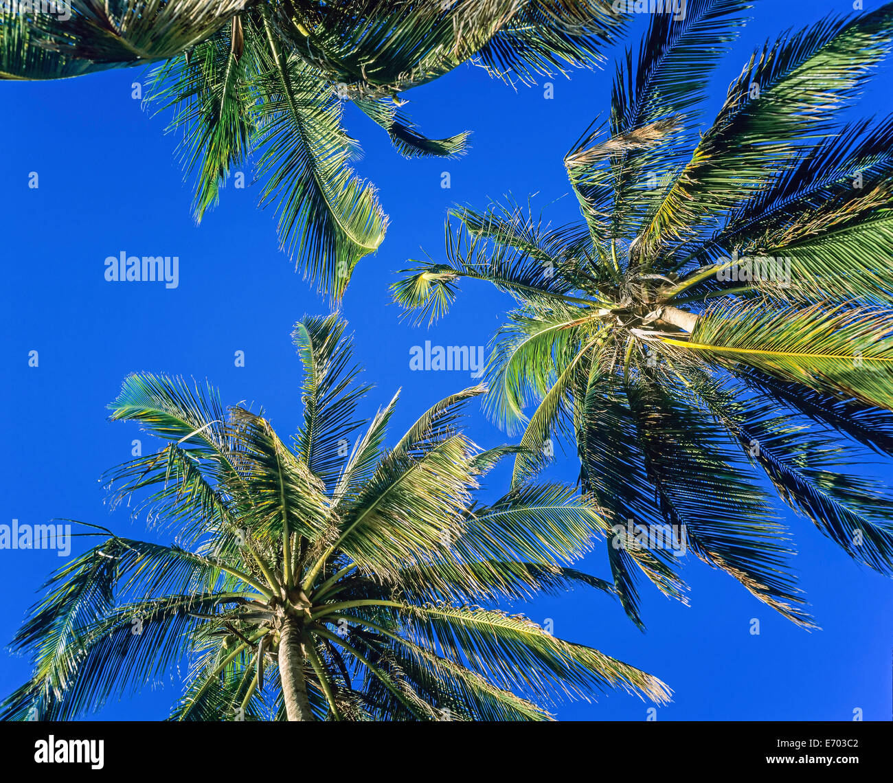 Caraibi palme contro un cielo blu, Guadalupa, French West Indies Foto Stock