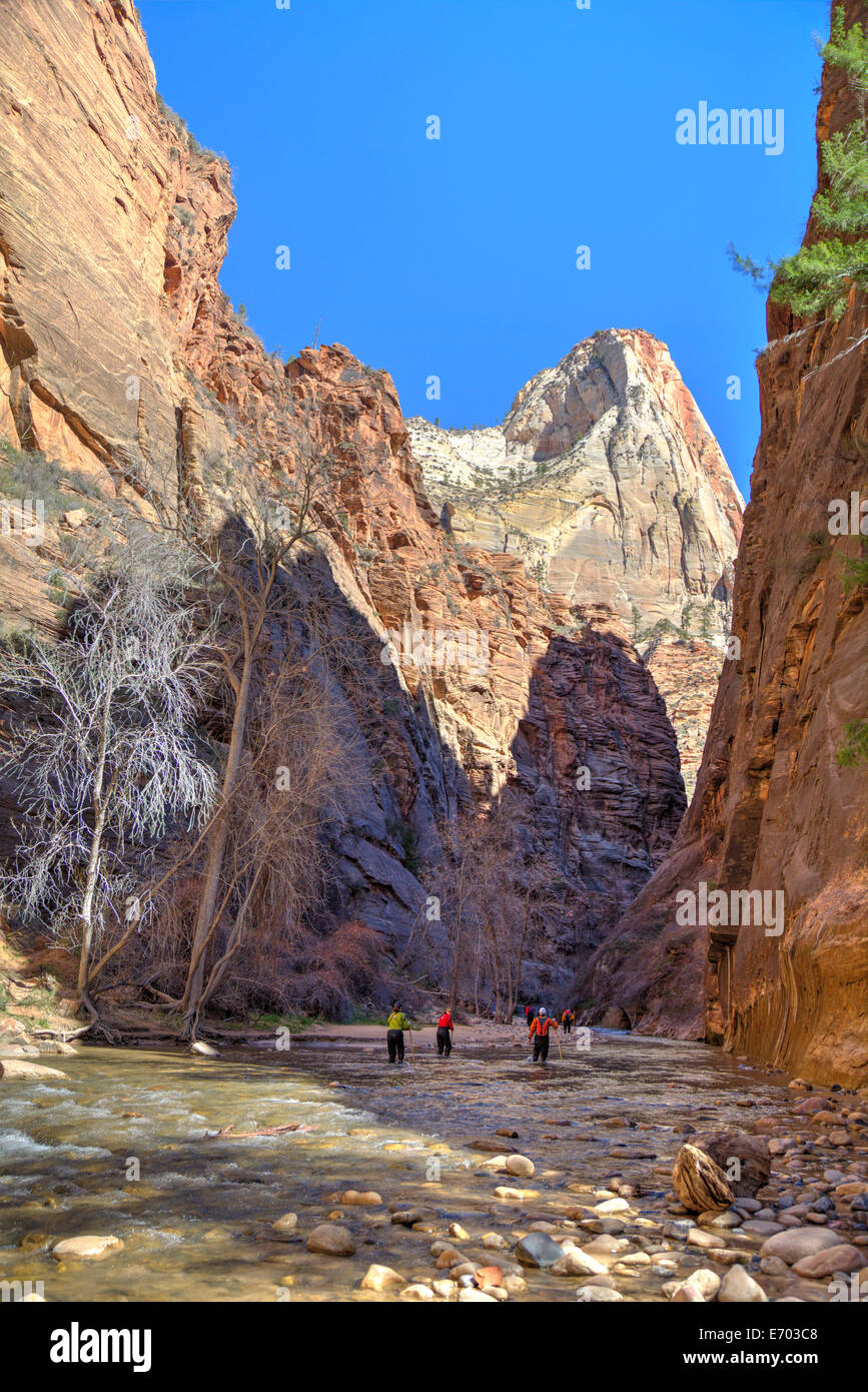 Stati Uniti d'America, Utah, Parco Nazionale Zion, escursionisti la forgiatura si restringe Foto Stock