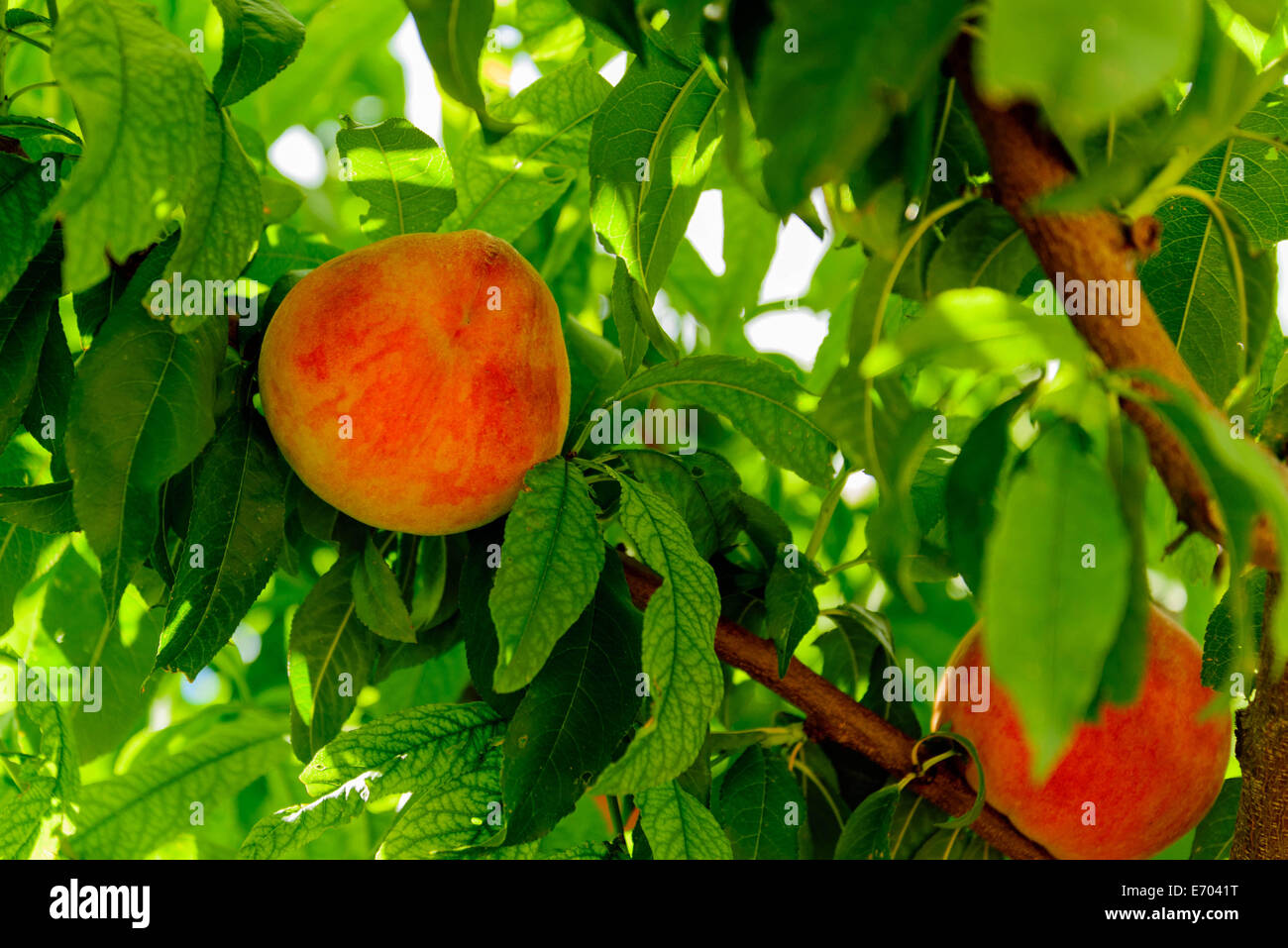 Pesche fresche maturazione su Orchard alberi Foto Stock