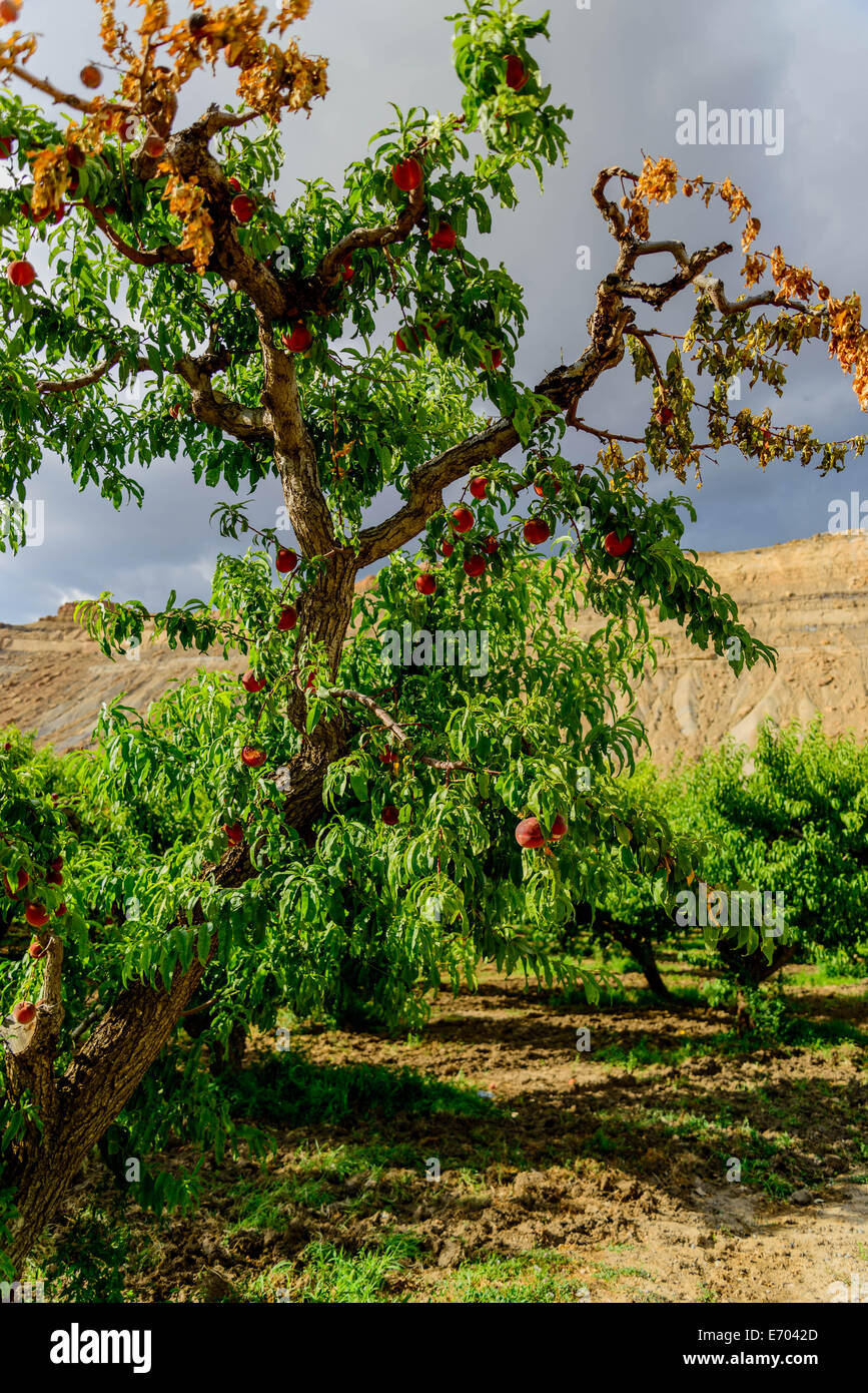 Pesche fresche maturazione su Orchard alberi Foto Stock