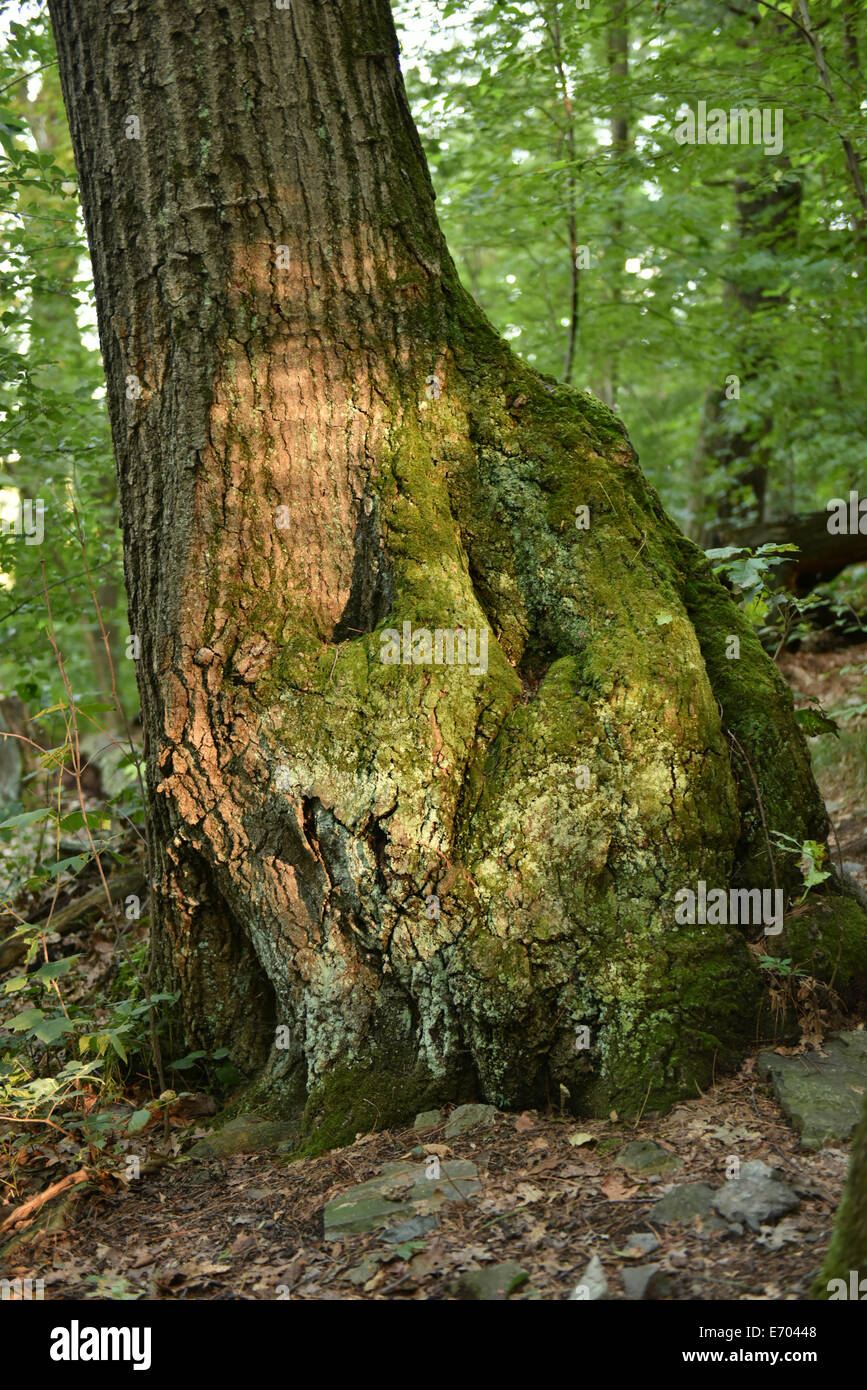 Moss e vernice di luce questo enorme tronco di albero Foto Stock