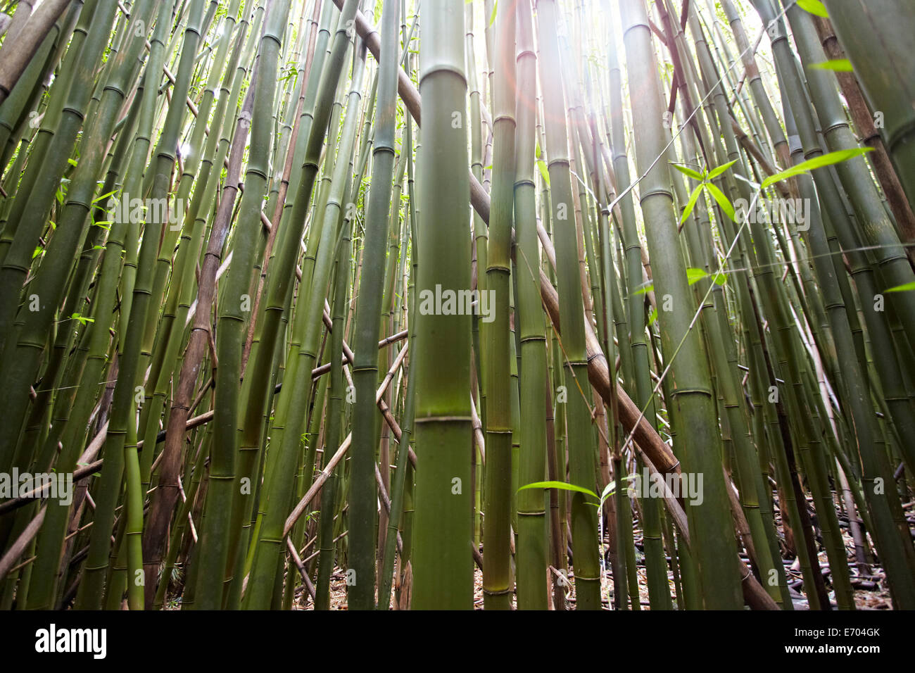 Dettaglio di bambù steli, Maui, Hawaii, STATI UNITI D'AMERICA Foto Stock