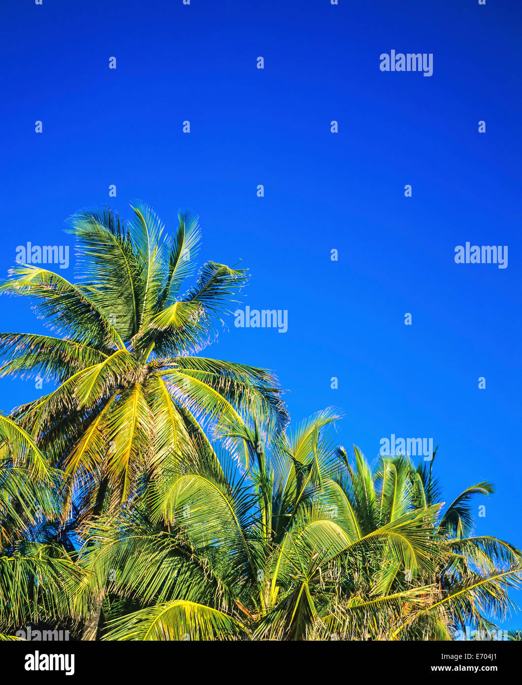 Caraibi palme e cielo blu, Guadalupa, French West Indies Foto Stock