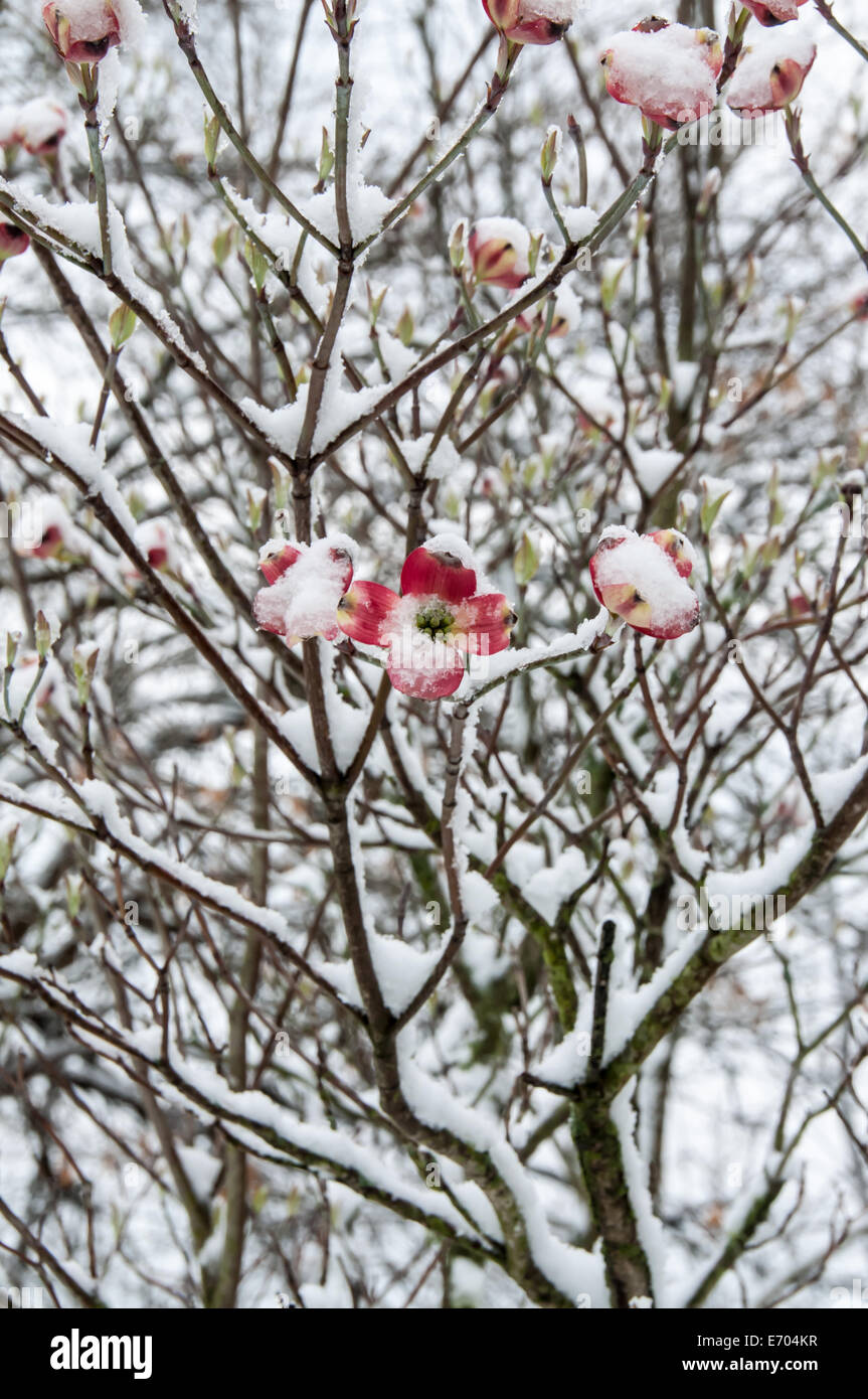 Fioritura Sanguinello albero coperto da una successiva neve invernale Foto Stock