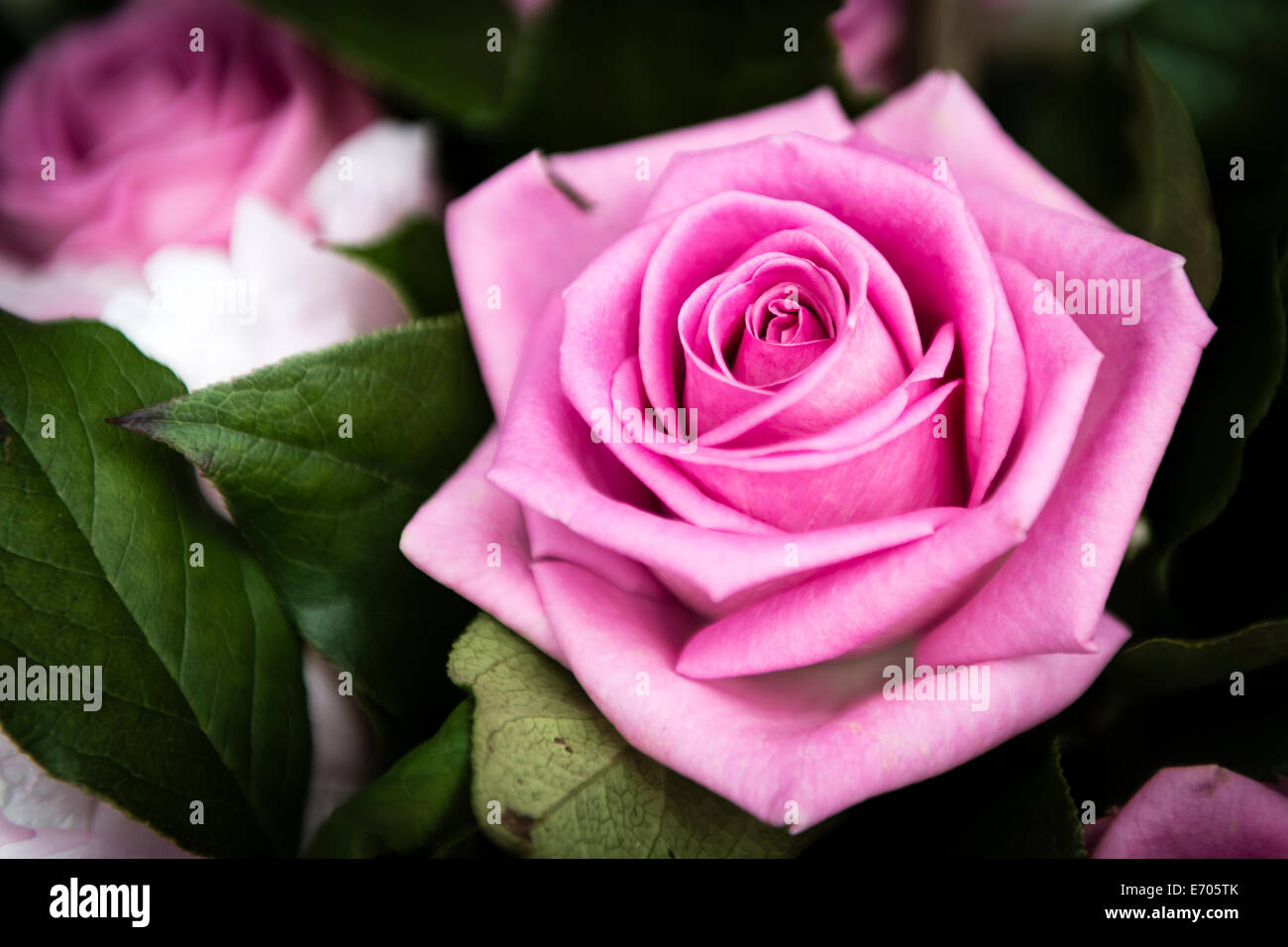 Bella rosa rosa fiore nel giardino, il regalo perfetto per tutte le occasioni. Fotografato usando Nikon-D800E. Foto Stock