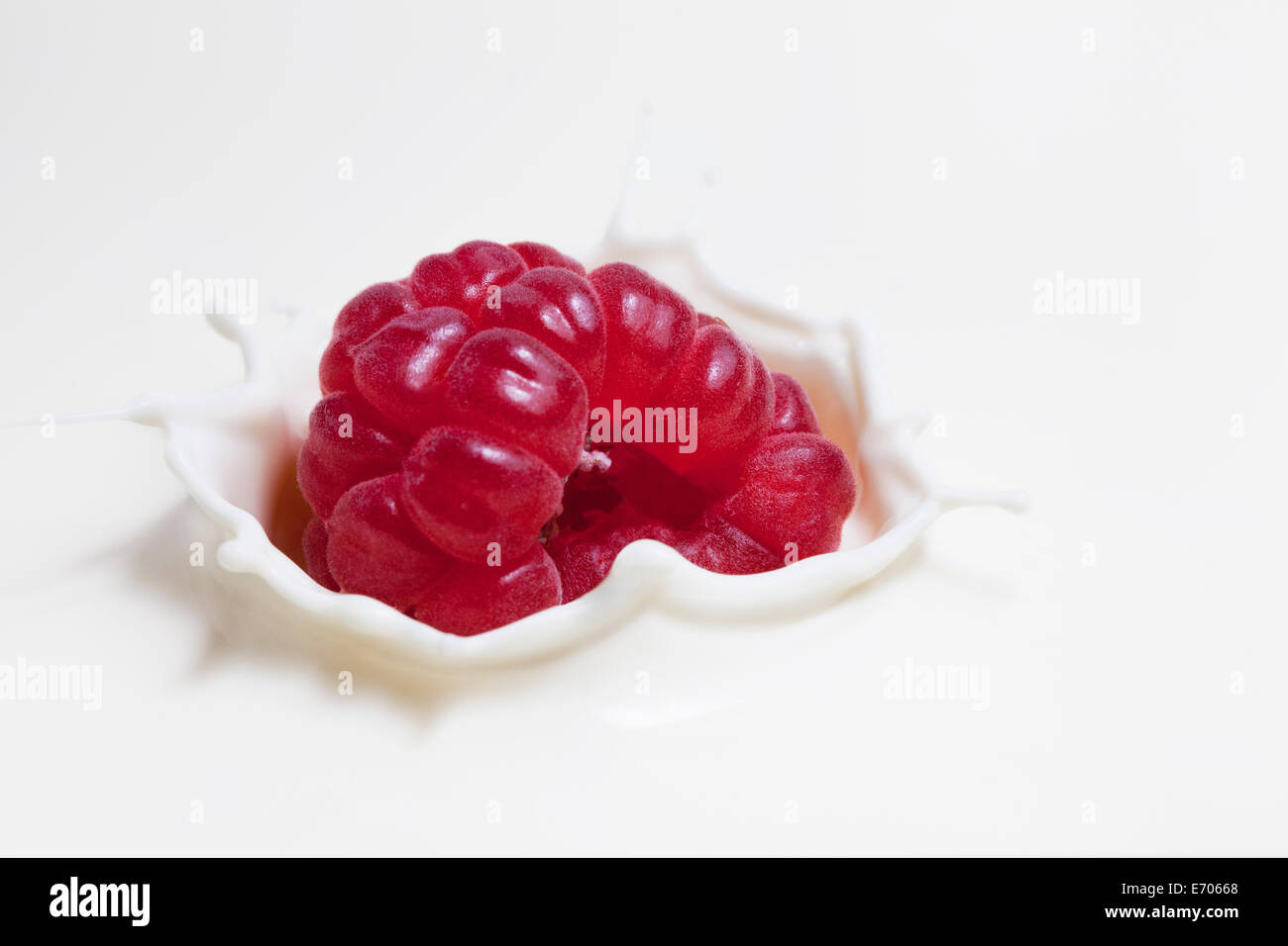 Lamponi freschi spruzzi sulla superficie del latte Foto Stock