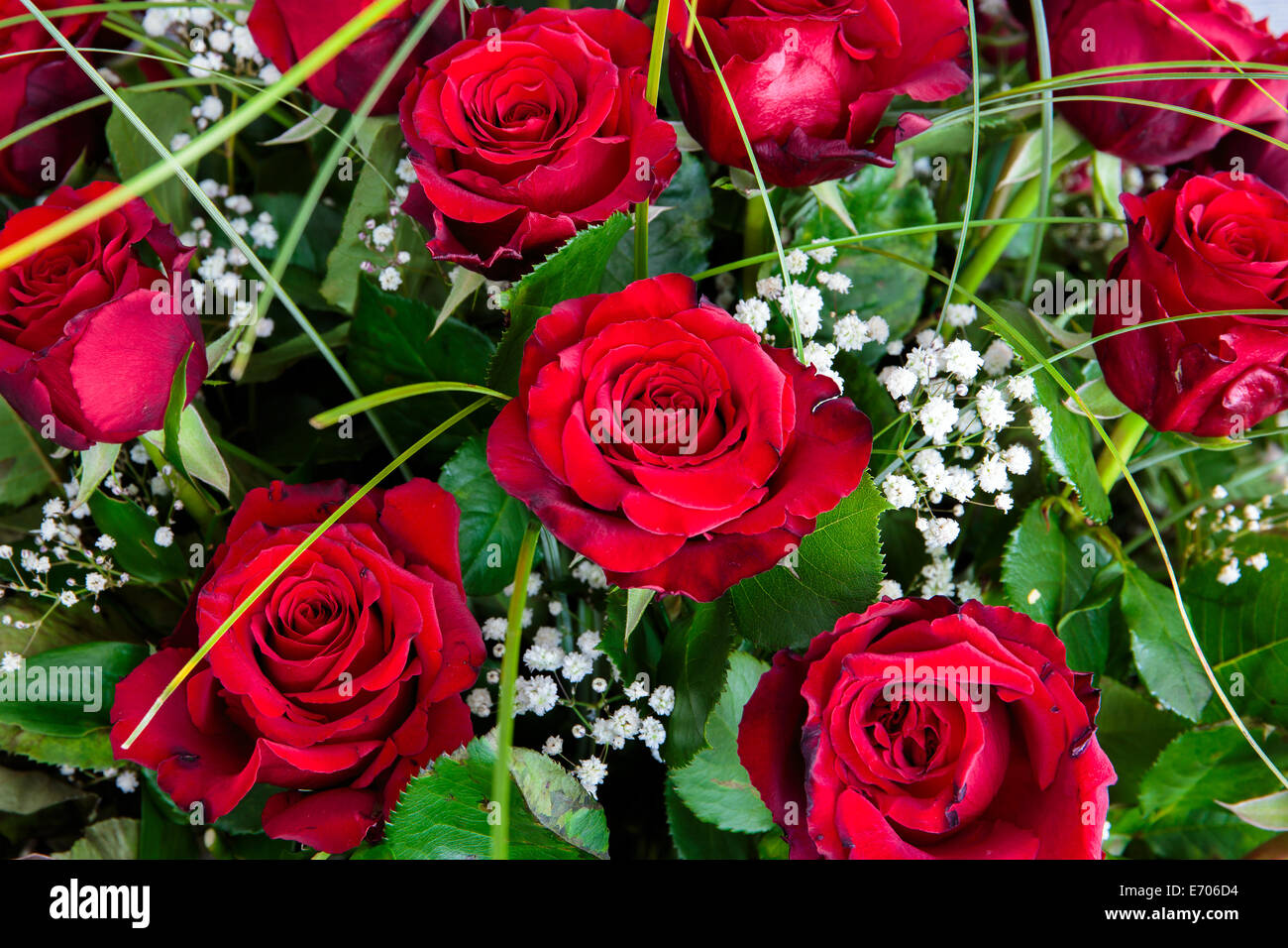 Primo piano della bella appena tagliato rose rosse bouquet Foto Stock