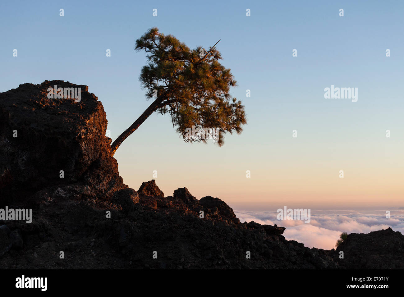 Pinus canariensis, pino alberi che crescono sulle rocce nel parco nazionale Las Canadas del Teide Tenerife, Isole Canarie, Spagna. Foto Stock