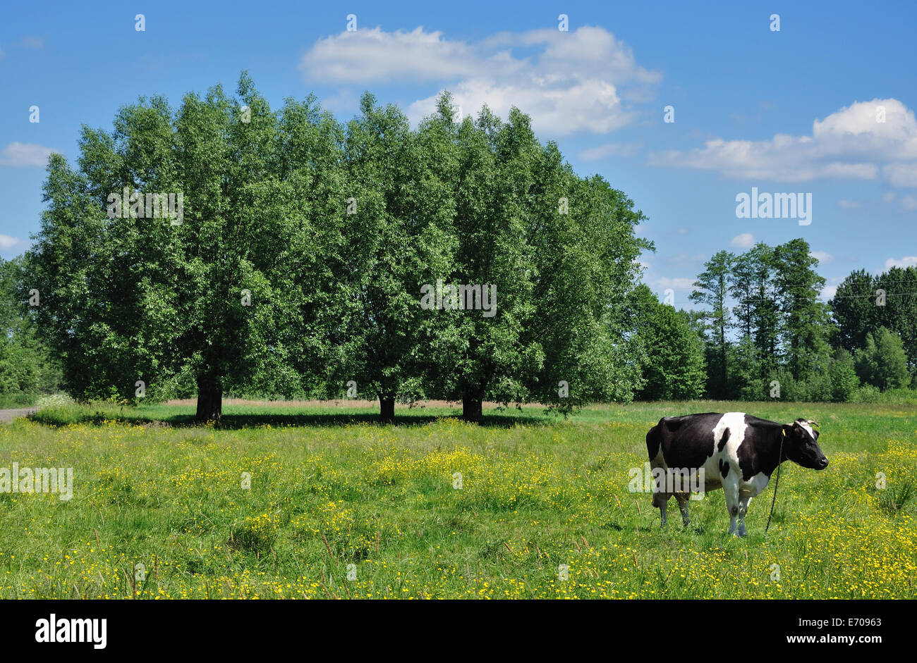 Paesaggio rurale Foto Stock