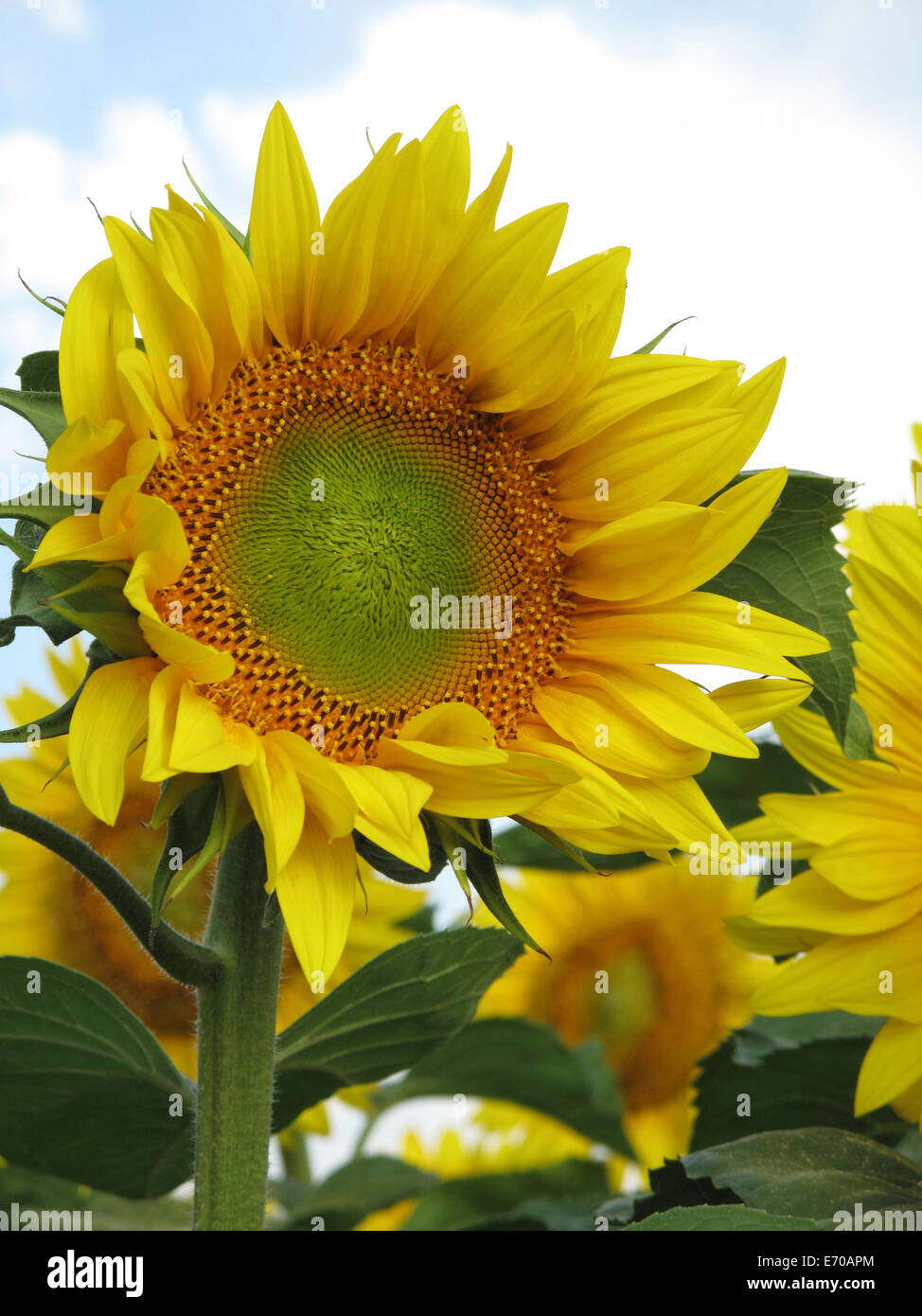Close-up di sun flower contro un cielo blu Foto Stock