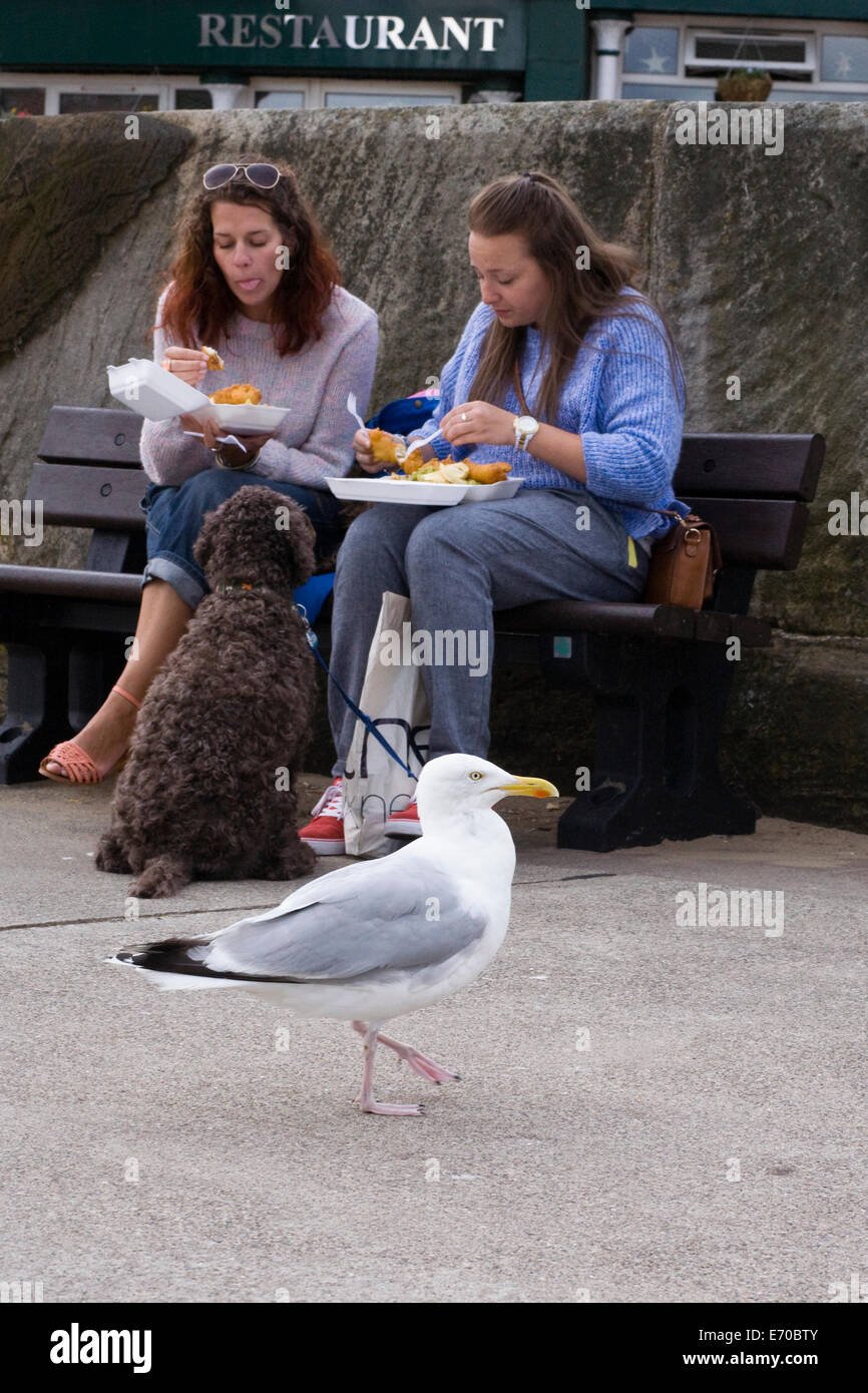 Larus argentatus. Aringa Gabbiano in attesa di pesci e scarti di chip sul molo a Whitby. Foto Stock