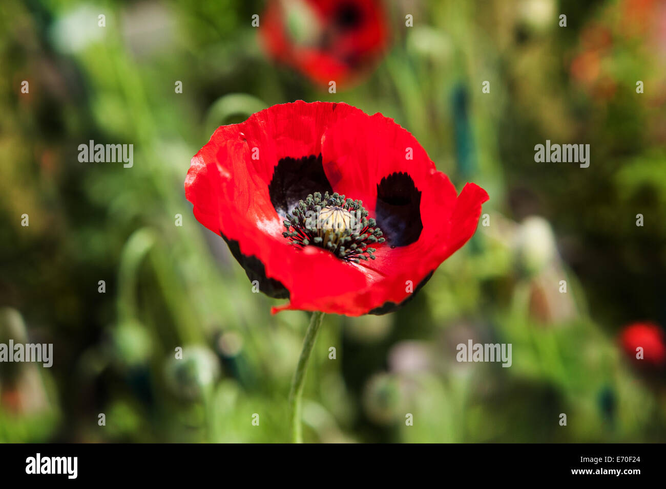 Papavero di coccinella Foto Stock