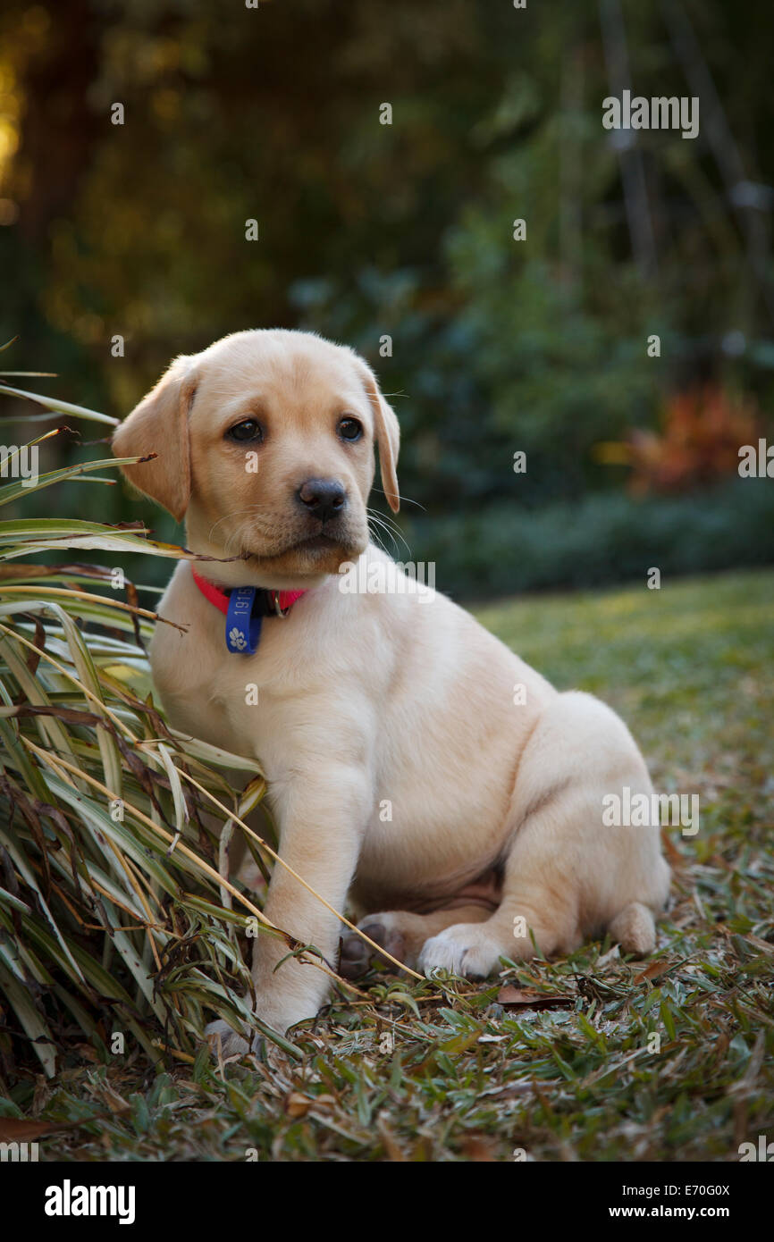 Un ritratto di un otto settimane vecchio cucciolo di Labrador dal pelo biondo. Foto Stock